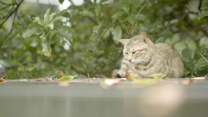 睡懒觉的猫咪