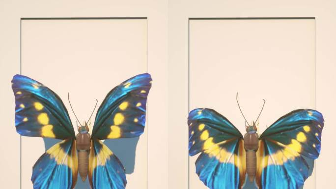 裸眼3D蝴蝶电子画框素材