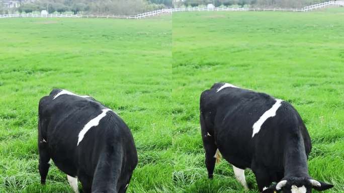 牧场里的黑白花色奶牛