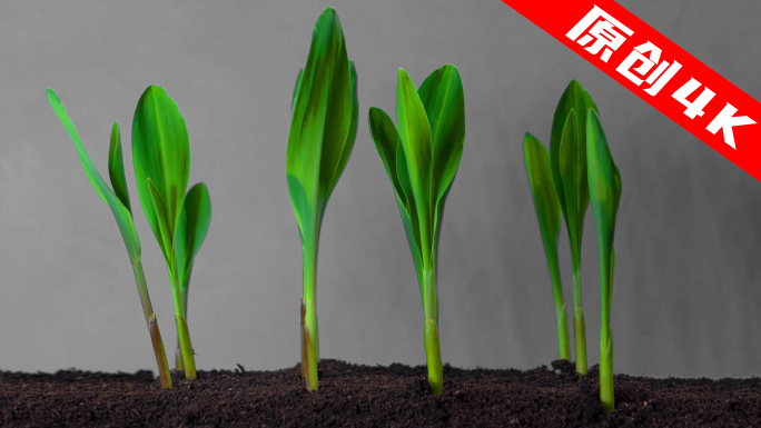 玉米种子发芽生长过程