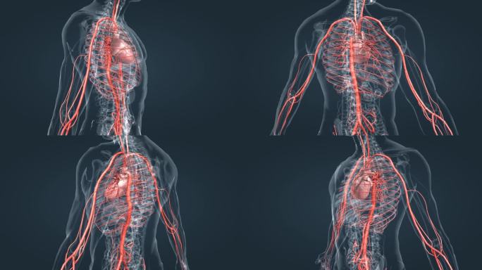 医学人体 器官心脏 主动脉弓 心血管系统