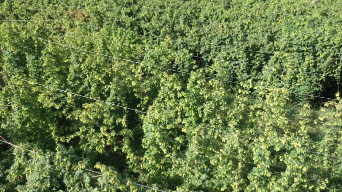 俯拍啤酒花种植园