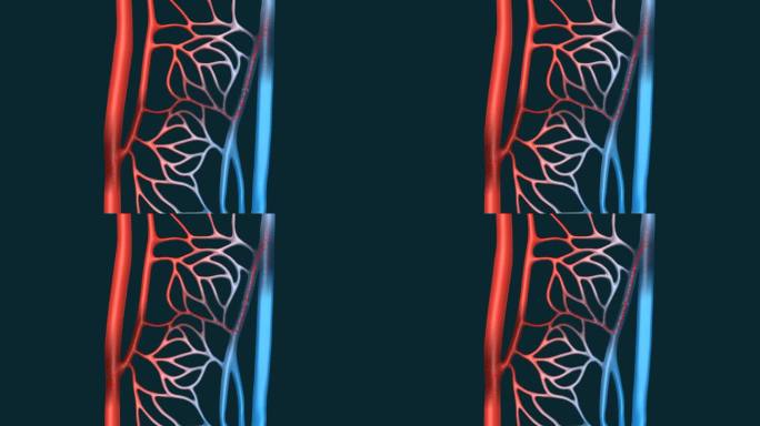 血液 血管 血液流 动脉 静脉 肺循环