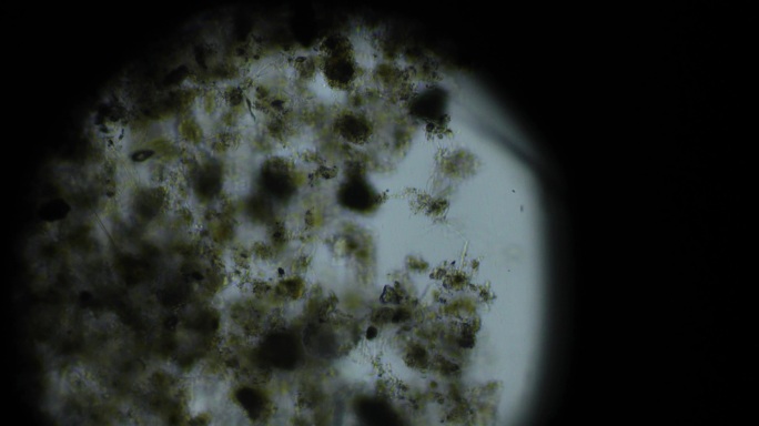 显微镜观察微生物