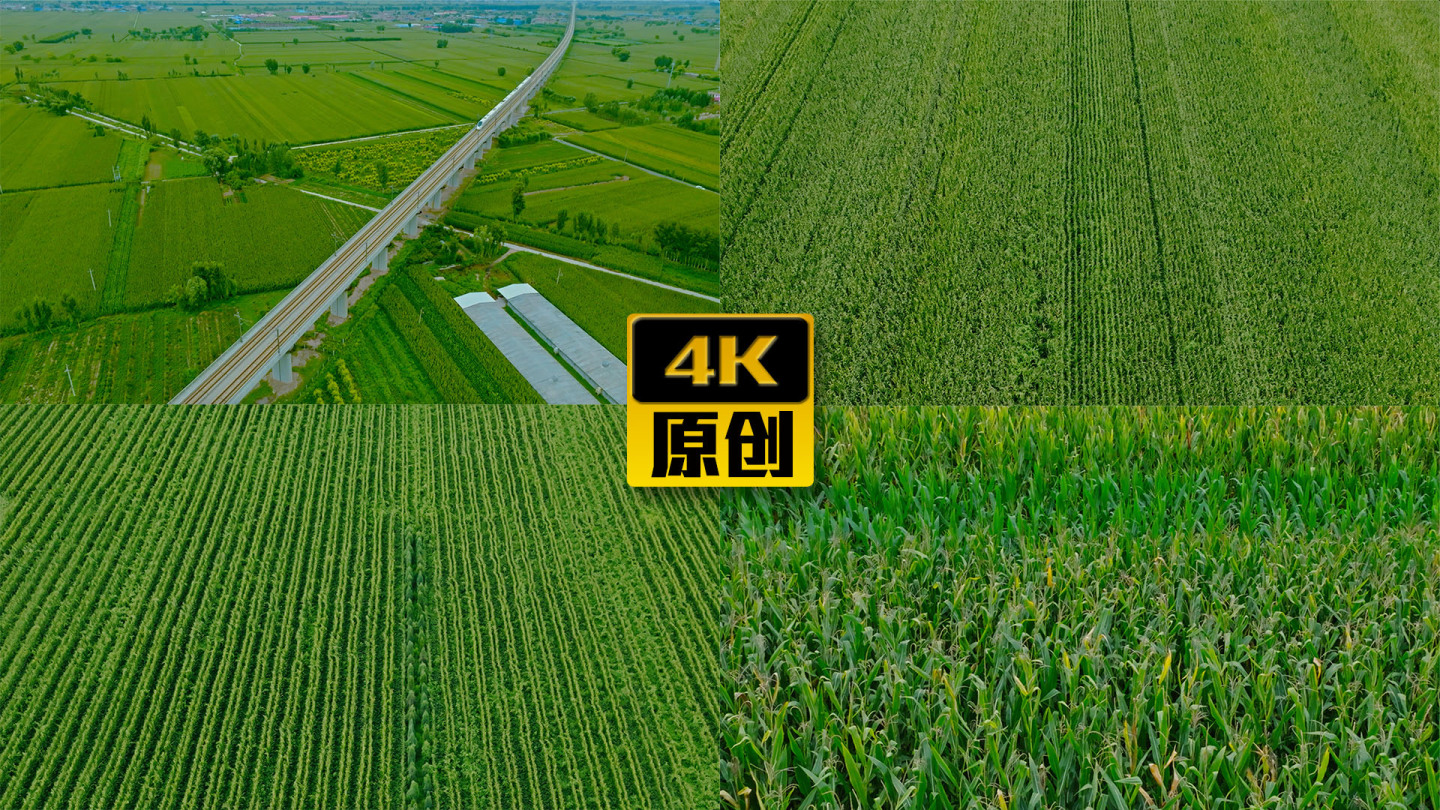【4K】航拍绿色农业农田玉米地