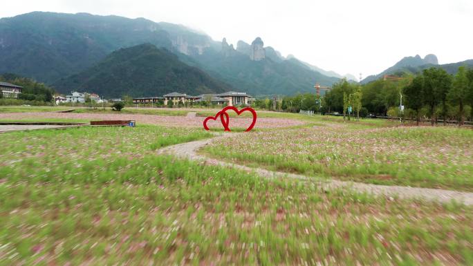 浙江神仙居旅游度假区紫色花海风光4K航拍