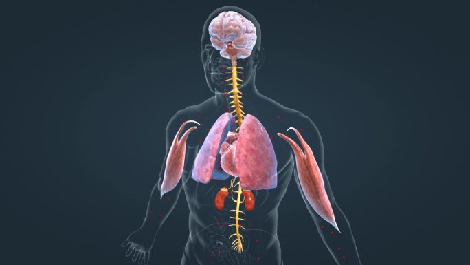 医学 人体 器官 心脏 肺脏 肾脏 肌肉