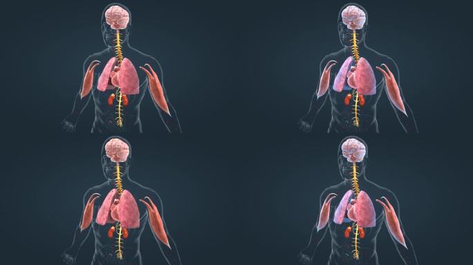医学 人体 器官 心脏 肺脏 肾脏 肌肉