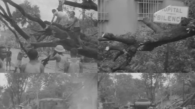 50年代台风侵袭 台风刮断树木