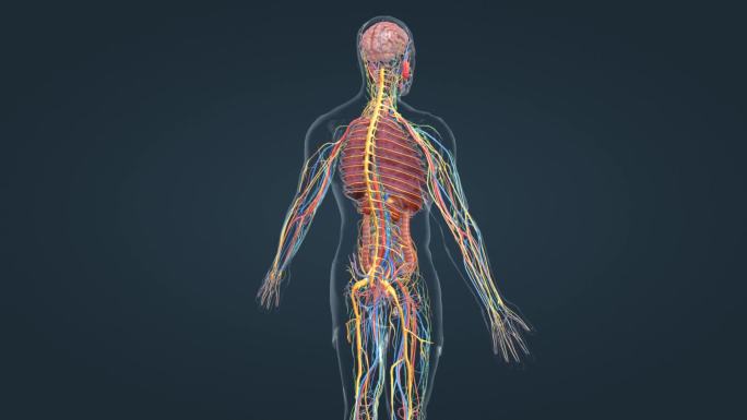 人体 解剖 器官 肾脏 全息 三维 动画
