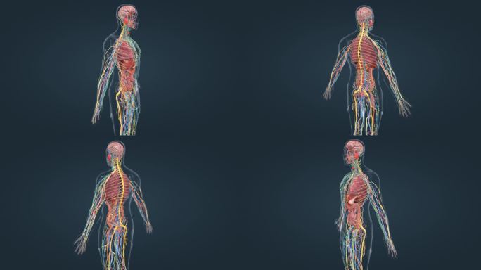 人体 解剖 器官 肾脏 全息 三维 动画
