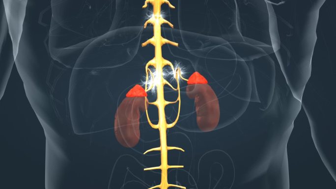 神经 肾脏 肾上腺 内分泌 医学三维动画
