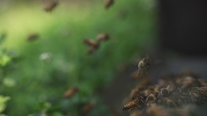 特写蜜蜂进进出出蜂巢空中飞舞慢镜头