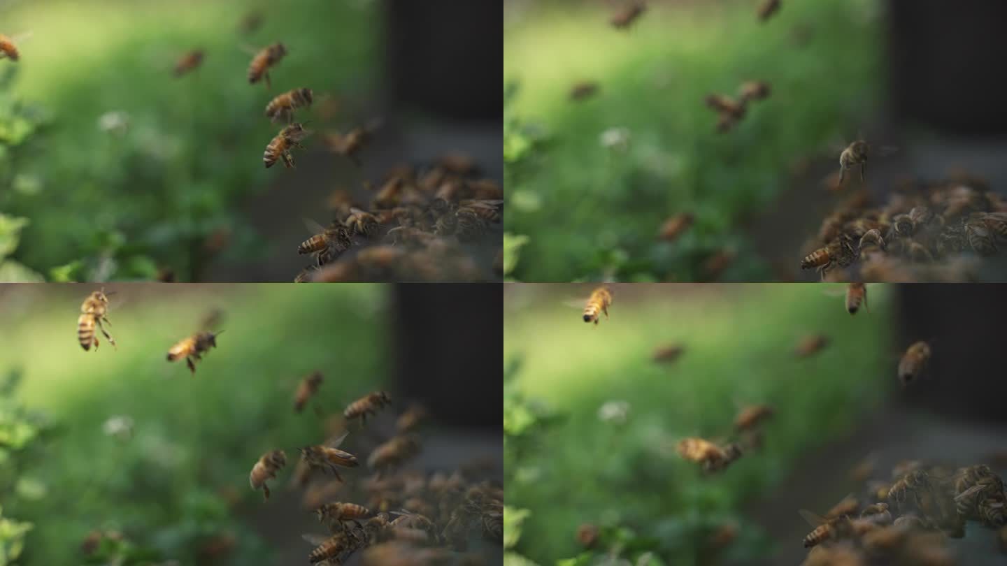 特写蜜蜂进进出出蜂巢空中飞舞慢镜头