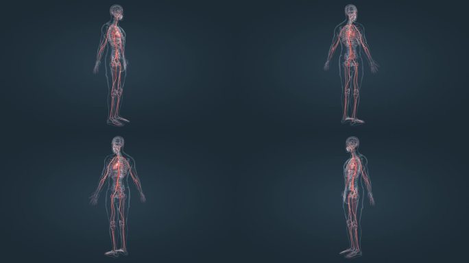 3D人体 医疗 医学 全息 特效 动画