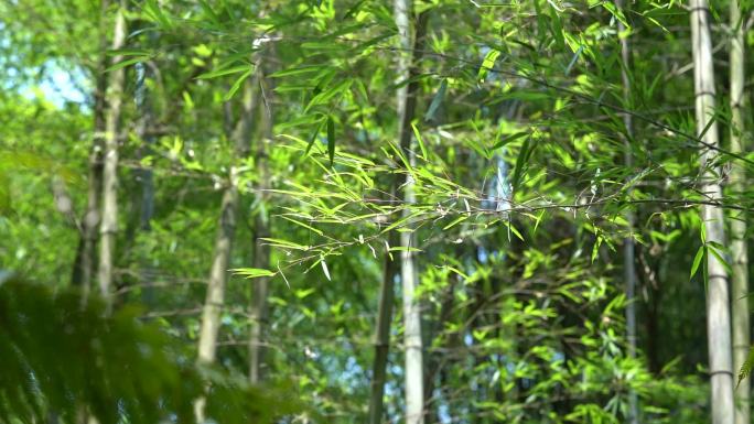 竹子 竹叶 春天 空镜 树叶 阳光 春风