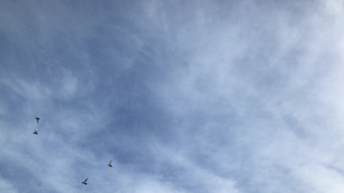 蓝天 白云 群鸽 飞翔