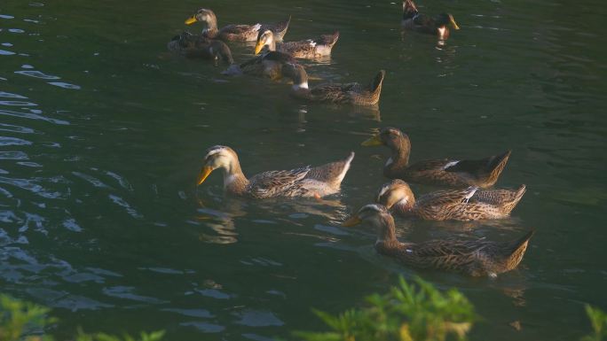 养鸭子河里的鸭子农村散养麻鸭农业家禽养殖