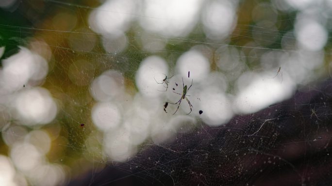 蜘蛛在蜘蛛网上爬行