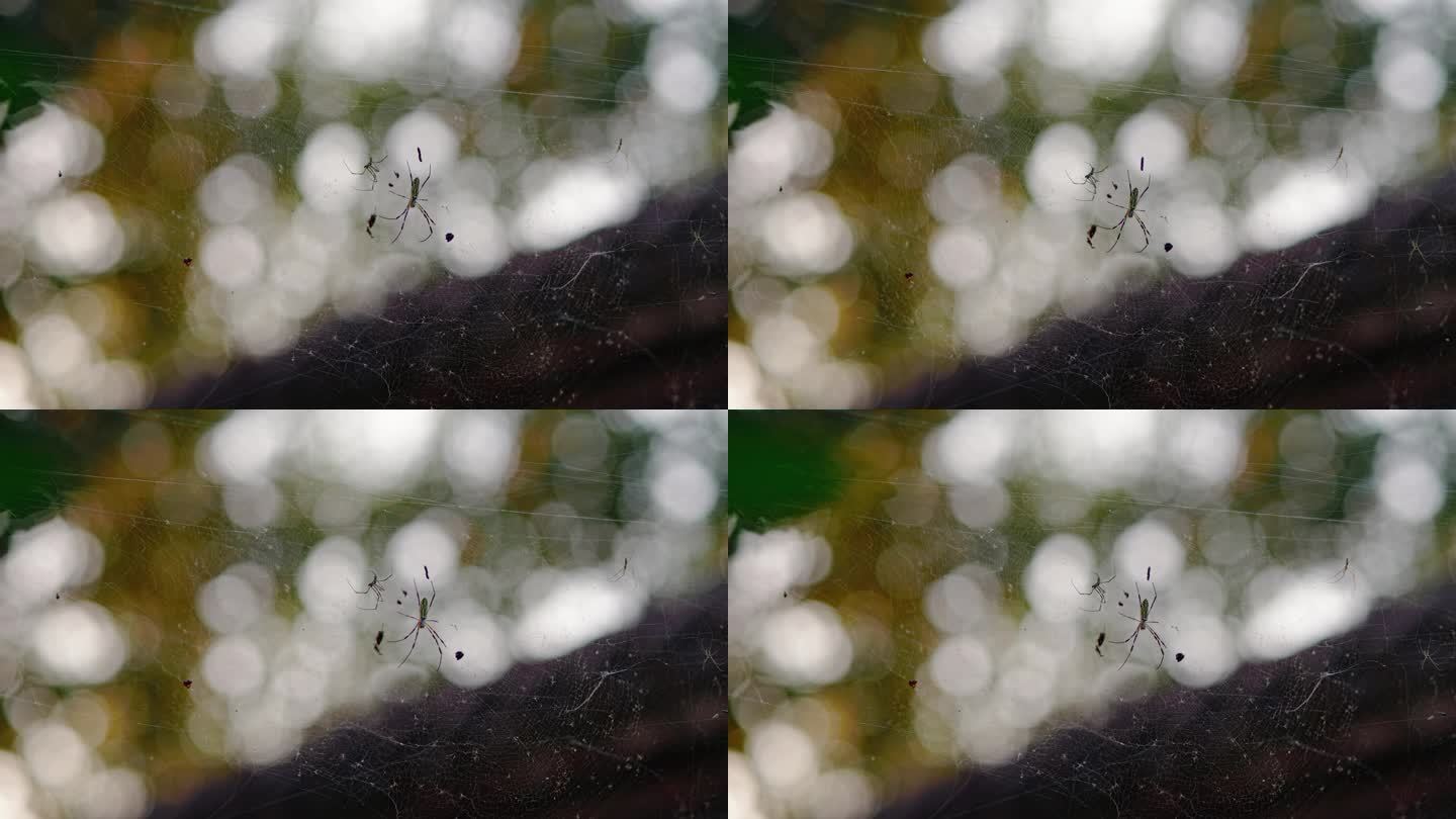 蜘蛛在蜘蛛网上爬行