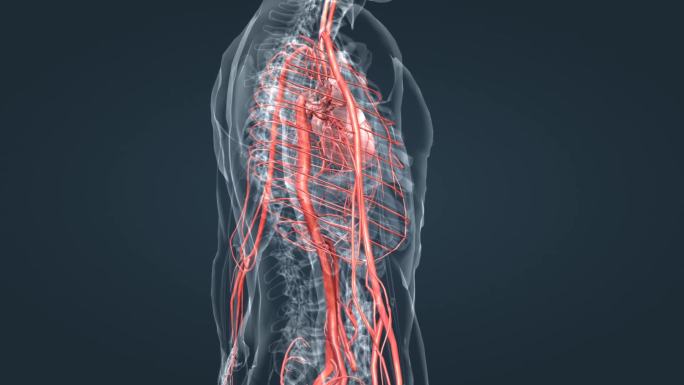 血管 心脏 动脉 人体 透视 三维 动画
