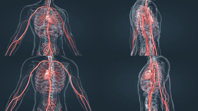 血管 心脏 动脉 人体 透视 三维 动画