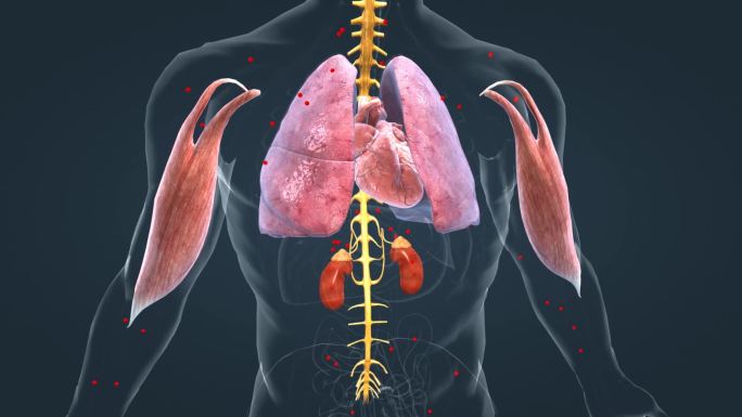 医学 人体 器官 肾上腺 内分泌系统动画