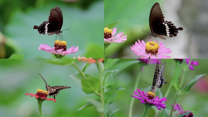 高清实拍蝴蝶在花丛中飞舞