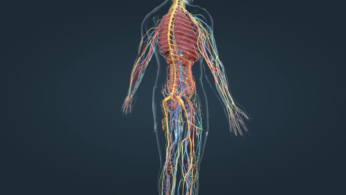 医学人体内分泌系统 三维器官 医学动画