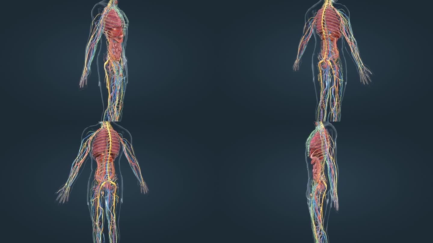 医学人体内分泌系统 三维器官 医学动画