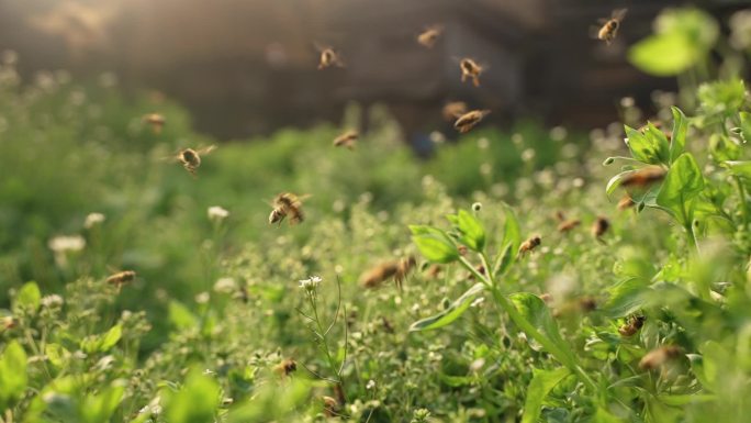春天阳光下飞舞的蜜蜂蜂群