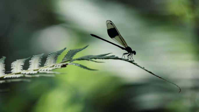 4k山林里的蜻蜓 蜻蜓 成虫 飞舞 益虫