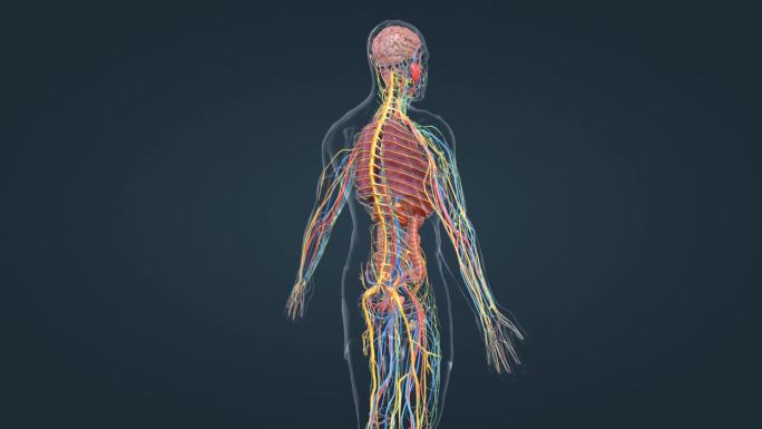 内分泌系统 医学动画 人体动画 心脏肺脏