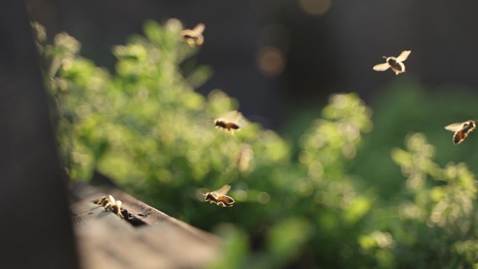 蜜蜂阳光下飞回蜂巢慢镜头