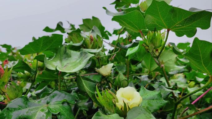 下雨中的棉花地正在开花结果