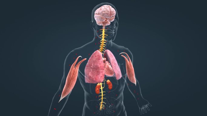 医学 人体 器官 大脑 肺脏 心脏 动画