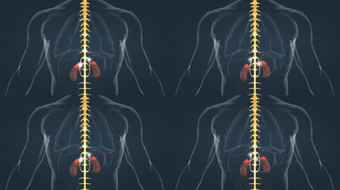 肾上腺 脊髓 交感神经干 神经根交感神经