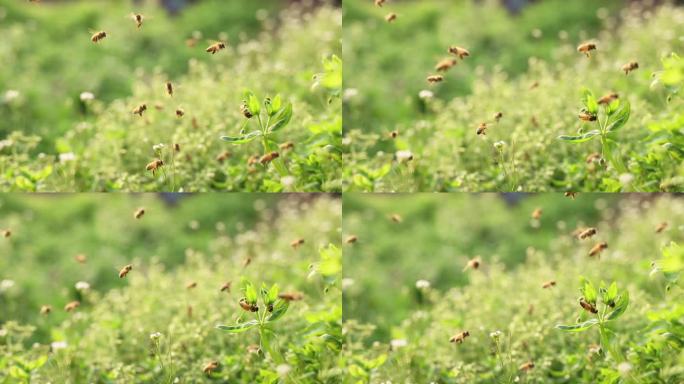 草丛中飞舞的蜜蜂蜂群