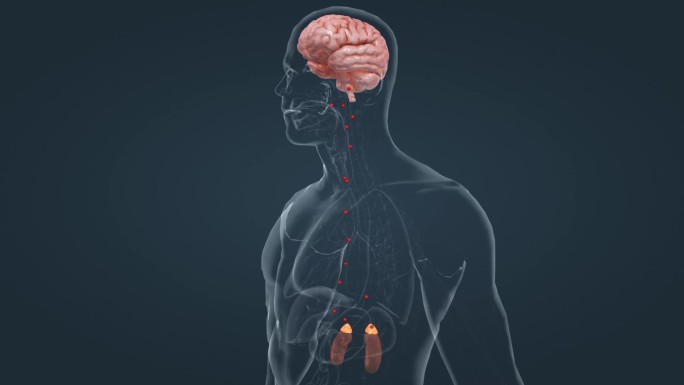 大脑 肾上腺素 医学 人体 器官 动画