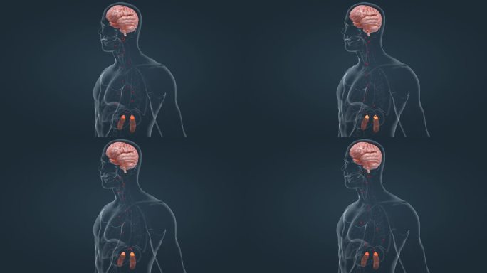 大脑 肾上腺素 医学 人体 器官 动画