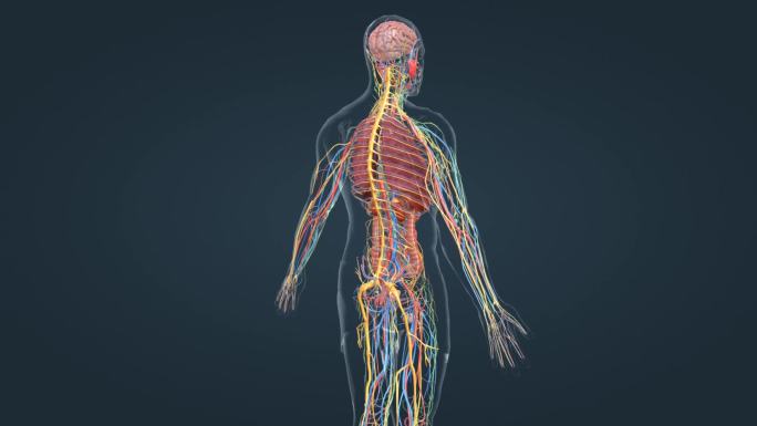 医学人体器官内分泌系统皮质髓质肺脏心脏肾