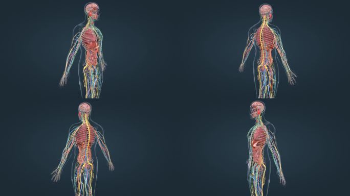 医学人体器官内分泌系统皮质髓质肺脏心脏肾