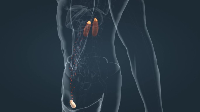 前列腺 肾脏 人体器官 肾上腺 三维动画