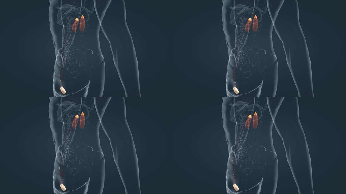 前列腺 肾脏 人体器官 肾上腺 三维动画