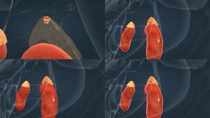 肾上腺 内分泌系统 肾脏动画 医学动画