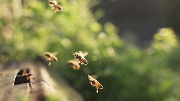 阳光中飞舞的蜜蜂回巢慢镜头