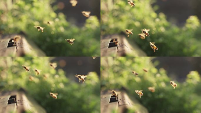 阳光中飞舞的蜜蜂回巢慢镜头