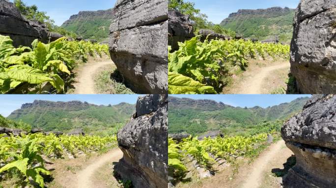 山区烟草烟叶种植