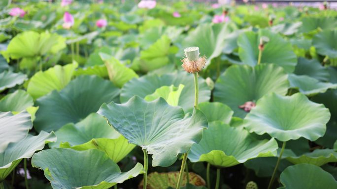 4k 盛夏池塘荷花盛开