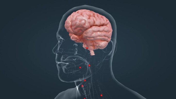 医学 人体 器官 大脑 垂体 分泌 动画